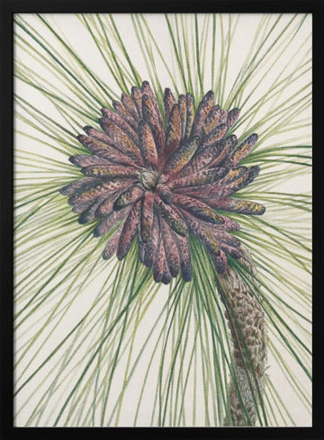 Longleaf Pine From North American Wildflowers (1925) By Mary Vaux Walcott. | Poster - Black Metal Frame Interior