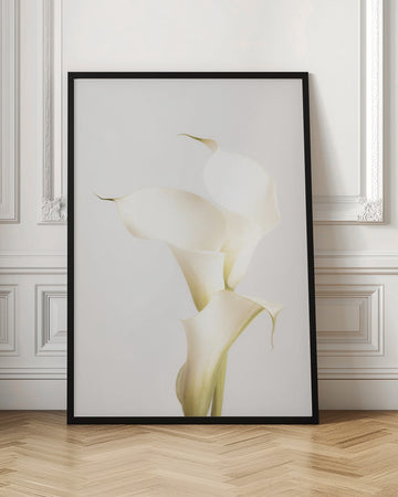 Elegant Calla Lilies | Poster - Room Interior 1