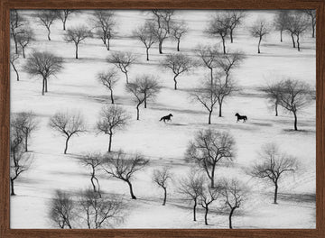 Winter Horses in Snow | Poster - Walnut Frame Interior