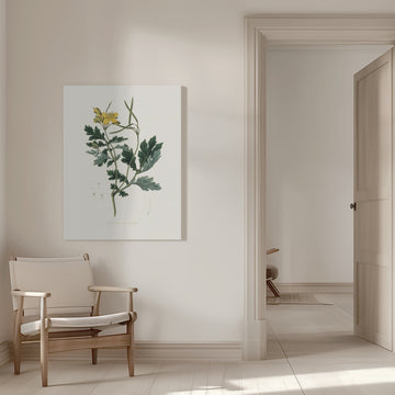 Greater Celandine (chelidonium Majus) Medical Botany | Canvas - Room Interior 1