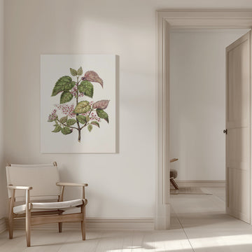 Makomako   Aristotelia Racemosa Drawn By Sarah Featon (1848–1927) | Canvas - Room Interior 1