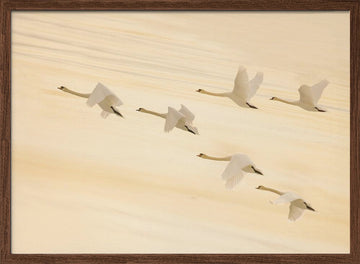 Golden Swans Soaring | Poster - Walnut Frame Interior