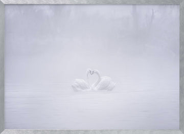 Misty Swans Heart | Poster - Silver Frame Interior