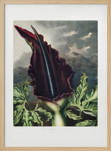 The Dragon Arum from The Temple of Flora (1807) | Poster - Wood Frame Interior