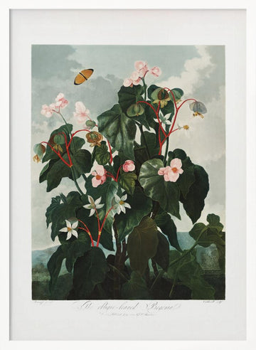 The Oblique–Leaved Begonia from The Temple of Flora (1807) | Poster - White Frame Interior