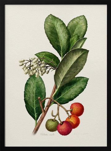 Vintage Strawberry Tree | Poster - Black Metal Frame Interior