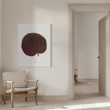 Pink Gesneria Exoniensis Leaf Illustration | Canvas - Room Interior 1