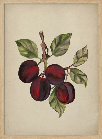 Ripe Plum Branch | Poster - Wood Frame Interior