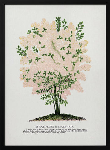 Purple Fringe Tree Lithograph | Poster - Black Metal Frame Interior