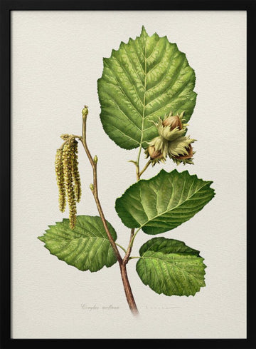Hazelnut Branch Botanical | Poster - Black Metal Frame Interior
