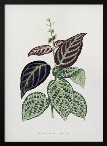 Green Bignonia Argyro Violascens Leaf Illustration | Poster - Black Metal Frame Interior