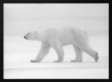 Walking Polar Bear | Poster - Black Metal Frame Interior