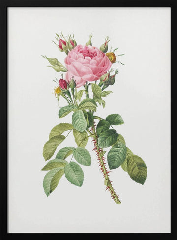 Rosa Bifera Macrocarpa, Les Roses (1817–1824) | Poster - Black Metal Frame Interior