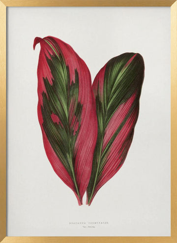 Pink Dracaena Terminalis Leaf Illustration | Poster - Gold Frame Interior
