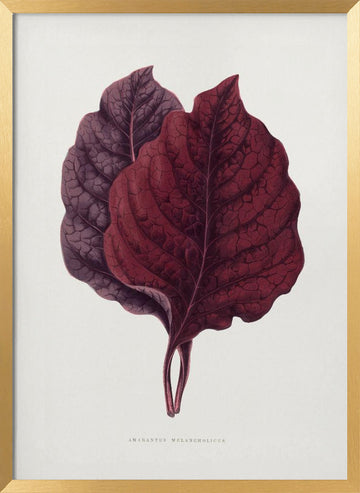 Pink Amarantus Leaf Illustration | Poster - Gold Frame Interior