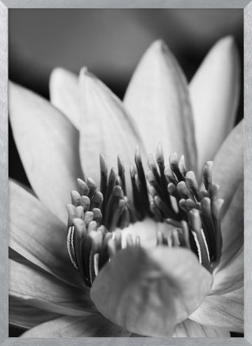 Serene Lotus Bloom | Poster - Silver Frame Interior