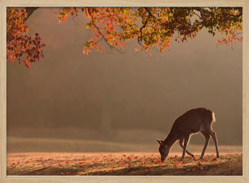 Deer in Autumn Light | Poster - Wood Frame Interior