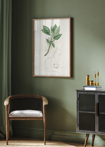 Sassafras (laurus Sassafras) Medical Botany | Poster - Room Interior 2