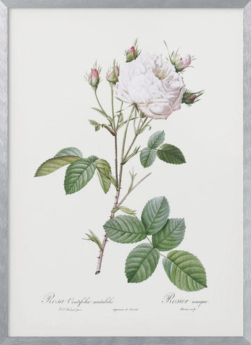 Cabbage Rose White Provence, Les Roses (1817–1824) | Poster - Silver Frame Interior