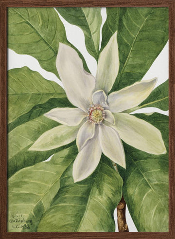 Umbrella Tree (1932) | Poster - Walnut Frame Interior