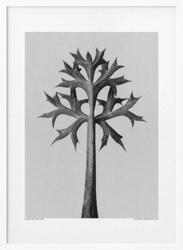 Eryngium Bourgatii | Poster - White Frame Interior