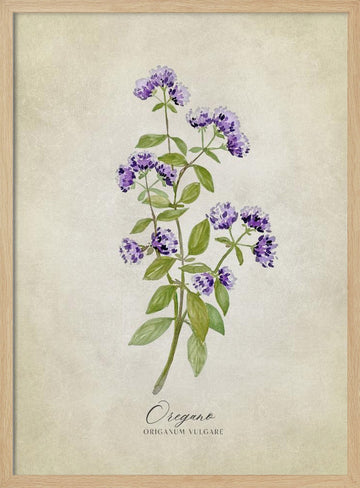Purple Oregano Botanical | Poster - Wood Frame Interior
