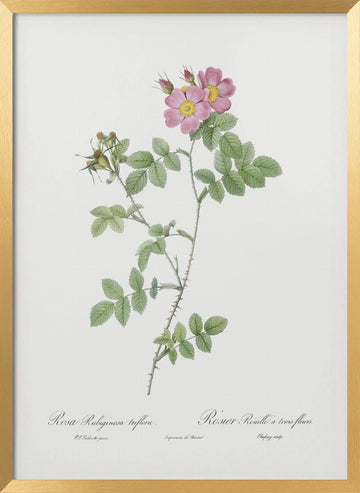 Sweetbriar, Les Roses (1817–1824) | Poster - Gold Frame Interior