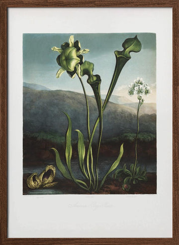 American Bog Plants from The Temple of Flora (1807) | Poster - Walnut Frame Interior