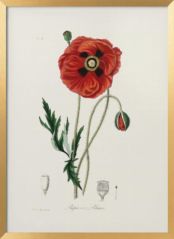 Common Poppy (papaver Rhoeas) Medical Botany | Poster - Gold Frame Interior