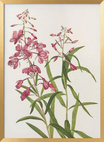 Fireweed From North American Wildflowers (1925) By Mary Vaux Walcott. | Poster - Gold Frame Interior