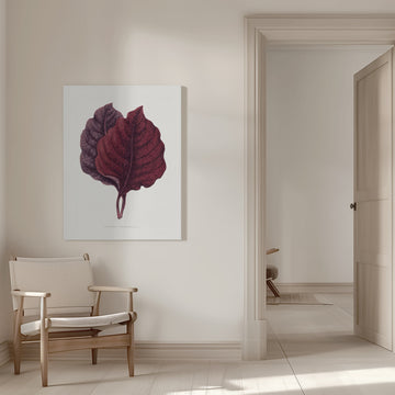 Pink Amarantus Leaf Illustration | Canvas - Room Interior 1