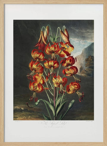 The Superb Lily from The Temple of Flora (1807) | Poster - Wood Frame Interior