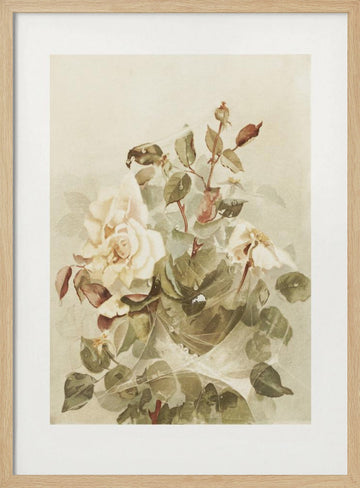 Pink Roses Seen Through Early Morning Dew | Poster - Wood Frame Interior