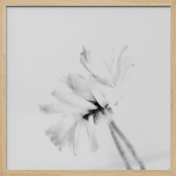 Ethereal White Flower | Poster - Wood Frame Interior