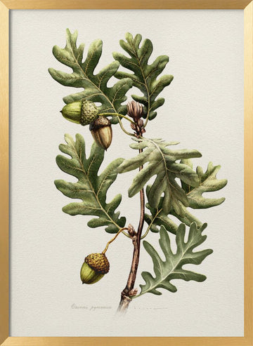 Pyrenean Oak Botanical Art | Poster - Gold Frame Interior