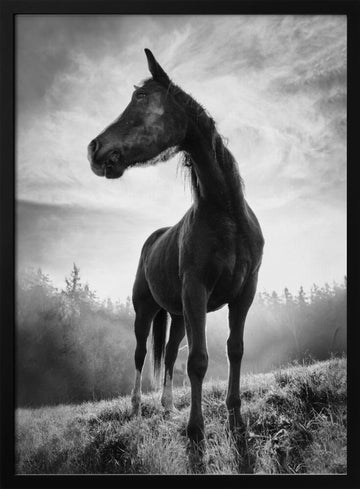 Mystic Stallion Rising | Poster - Black Metal Frame Interior