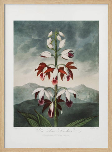 The Chinese Limodoron from The Temple of Flora (1807) | Poster - Wood Frame Interior