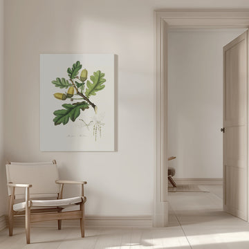 English Oak (quercus) Medical Botany | Canvas - Room Interior 1