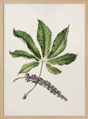 Antique Plant Drawn By Sarah Featon (1848–1927) | Poster - Wood Frame Interior