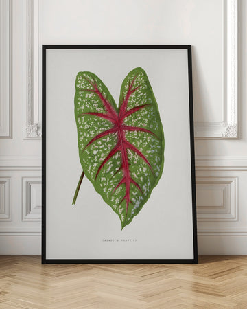 Green Caladium Chantini Leaf Illustration | Poster - Room Interior 1