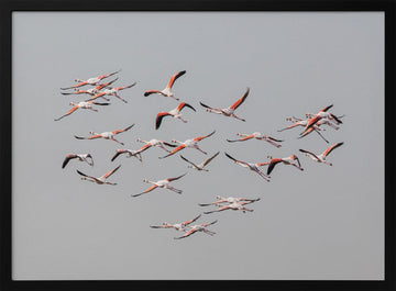 Flamingos In Flight | Poster - Black Metal Frame Interior