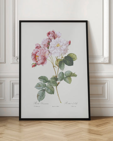 Rosebush, Les Roses (1817–1824) | Poster - Room Interior 1