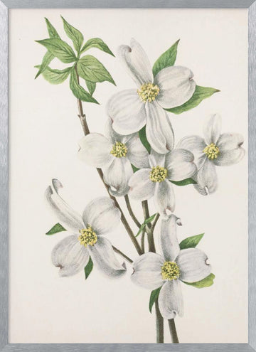 Flowering Dogwood From North American Wildflowers (1925) By Mary Vaux Walcott | Poster - Silver Frame Interior