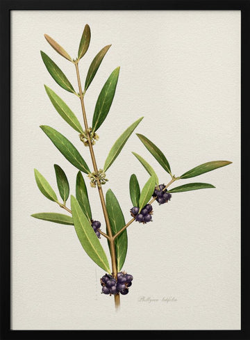 Elegant Berry Branch | Poster - Black Metal Frame Interior
