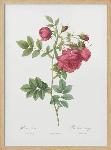 Turnip Roses, Les Roses (1817–1824) | Poster - Wood Frame Interior