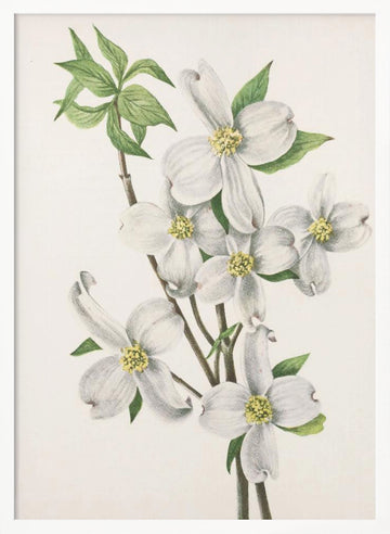 Flowering Dogwood From North American Wildflowers (1925) By Mary Vaux Walcott | Poster - White Frame Interior