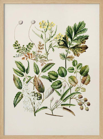 Rubens Australis By Sarah Featon | Poster - Wood Frame Interior