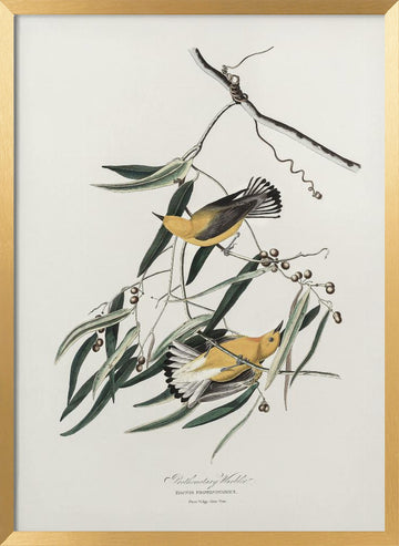 Prothonotary Warbler From Birds of America (1827) | Poster - Gold Frame Interior