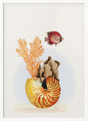 Nautilus Reef Life | Poster - White Frame Interior