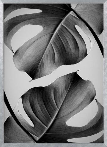 Tropical Monstera Forms | Poster - Silver Frame Interior